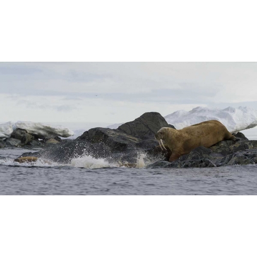 Norway, Svalbard Walruses moving into the water
